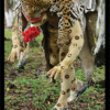 Personaje qué representa a un Jaguar en la Danza del Pochó