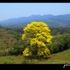 Árbol de Guayacán en la sierra de Tacotalpa
